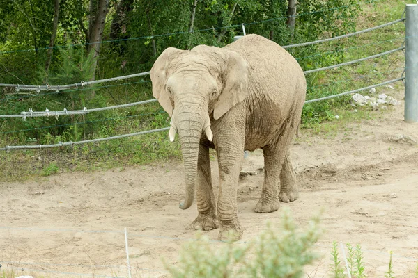 Un elefante en el zoológico — Foto de Stock