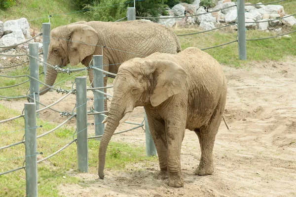 Um elefante no zoológico — Fotografia de Stock
