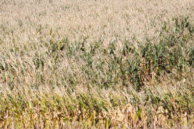 Mısır tarlasında Polonya