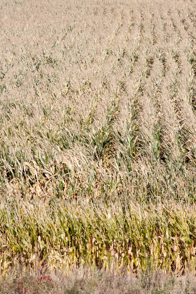 ポーランドでのトウモロコシ畑 — ストック写真
