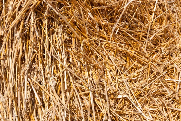 Golden hay bale collected — Stock Photo, Image