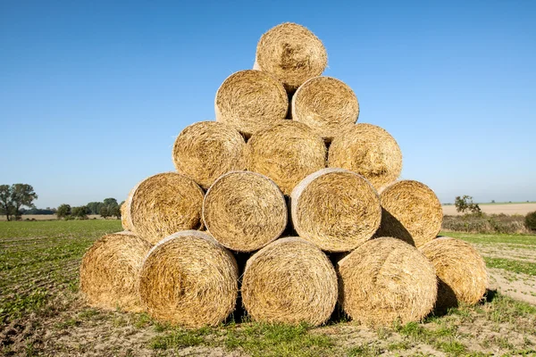 Golden hay bales harvested. — Stock Photo, Image