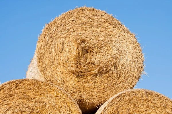 Golden hay bales harvested. — Stock Photo, Image