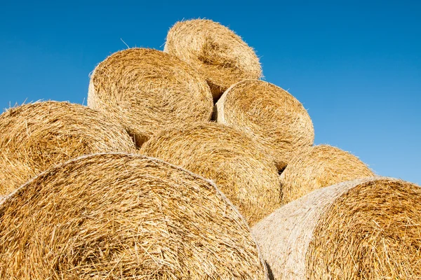 Golden hay bales harvested. — Stock Photo, Image