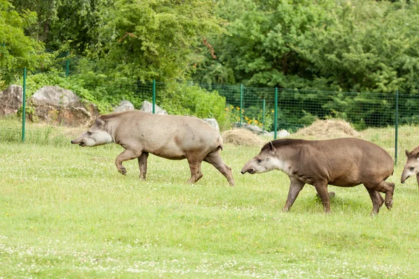 Tapir-Säugetier im Zoo — Stockfoto