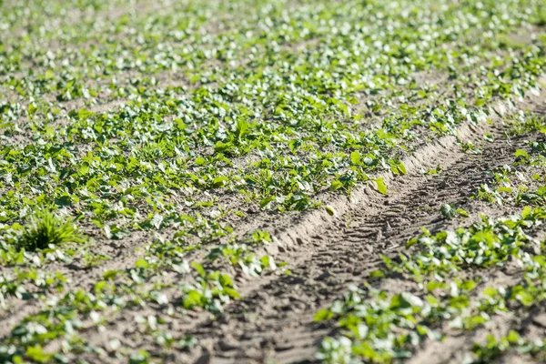 Sown field par une journée ensoleillée — Photo