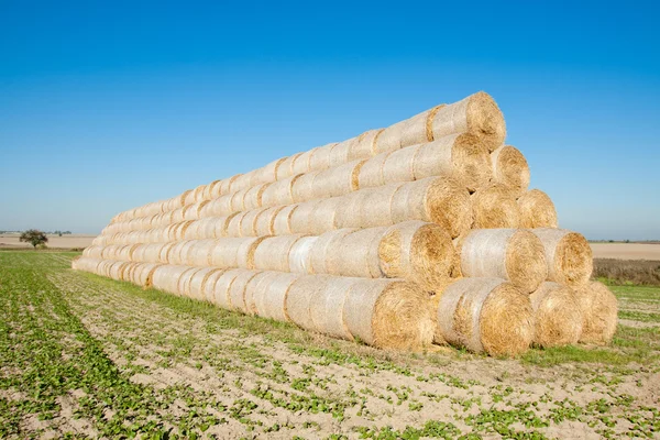 Golden hay bales harvested. — Stock Photo, Image