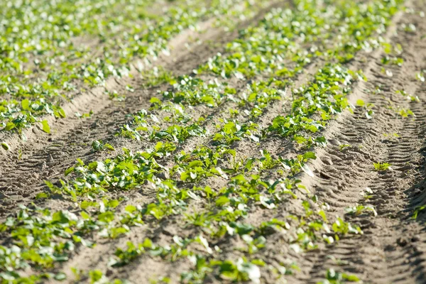 Sown field par une journée ensoleillée — Photo