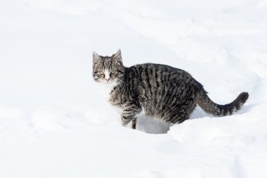 kar genç kedi