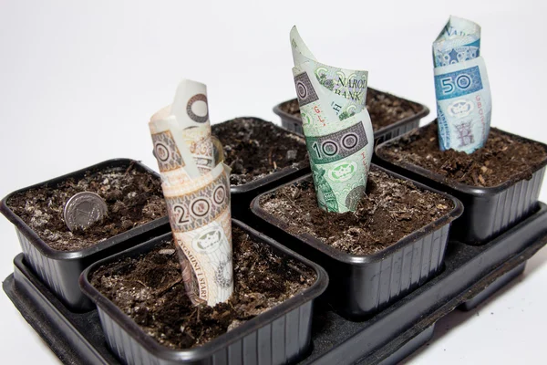Planted Polish money - profit — Stock Photo, Image