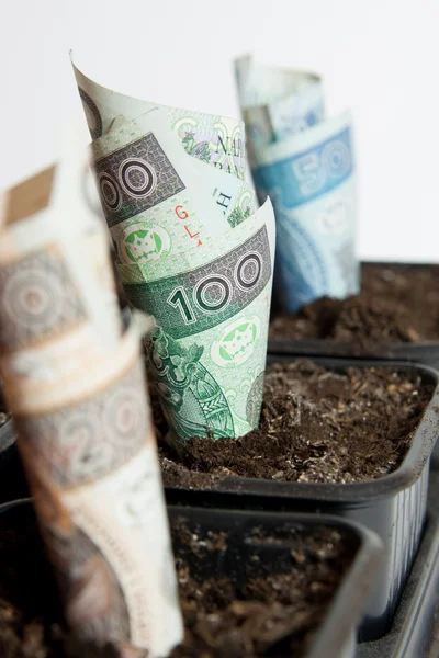 Planted Polish money - profit — Stock Photo, Image