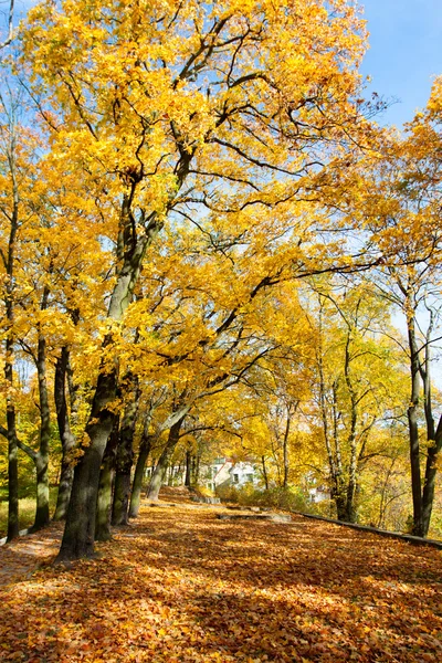 Lindas cores de outono nas árvores — Fotografia de Stock