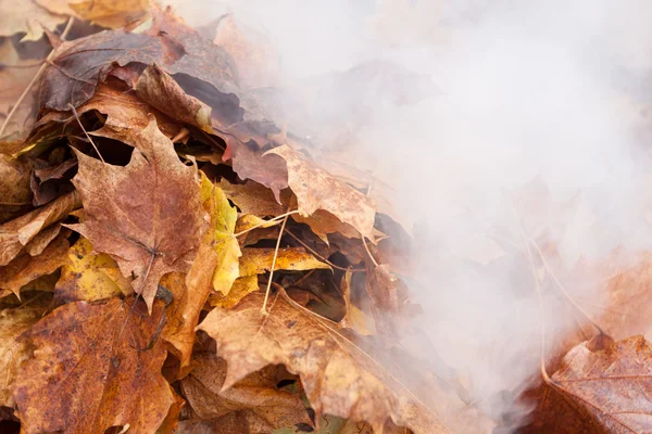 Burning of old leaves in the park — Stock Photo, Image