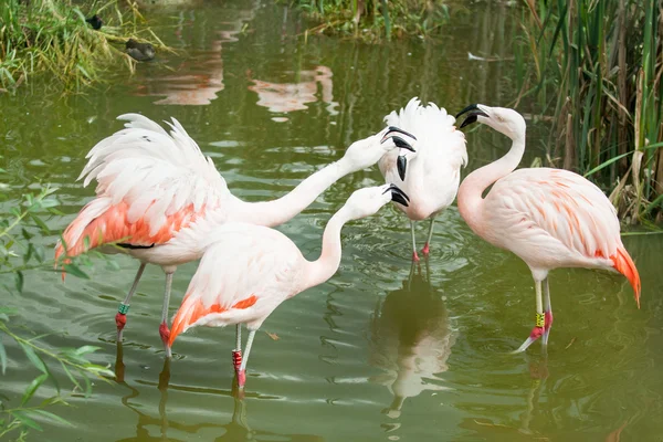 Flamingolar hayvanat bahçesinde Poznan, Polonya — Stok fotoğraf