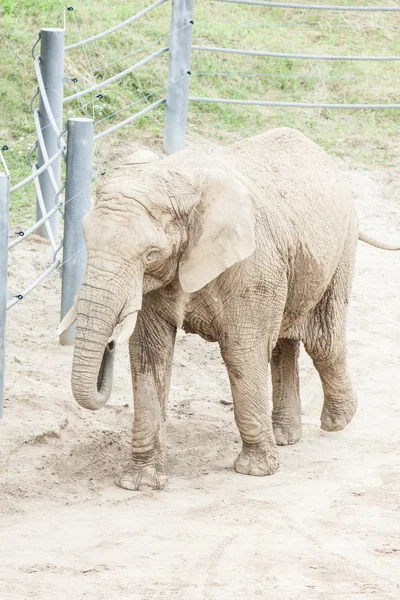 Un elefante en el zoológico — Foto de Stock