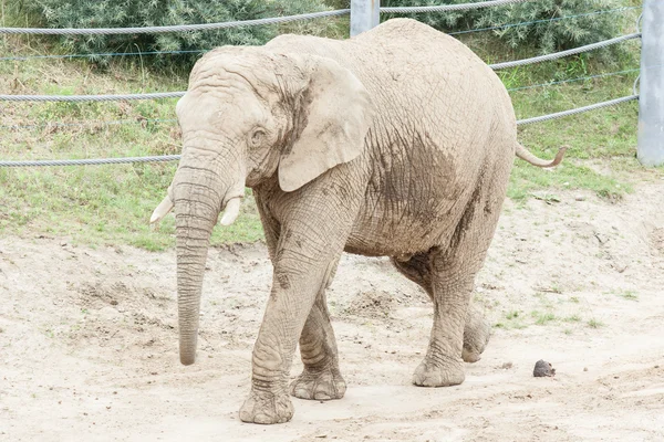 Un elefante en el zoológico — Foto de Stock