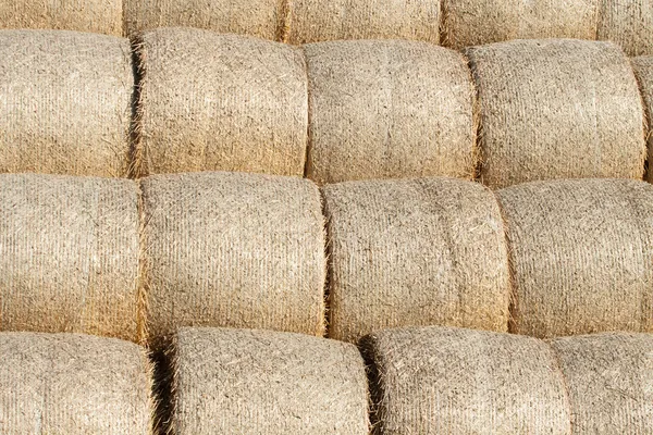 Golden hay bale collected — Stock Photo, Image