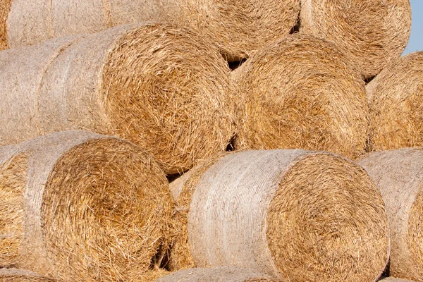 Golden hay bale collected — Stock Photo, Image