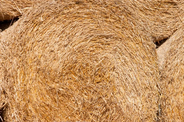 Golden hay bale collected — Stock Photo, Image