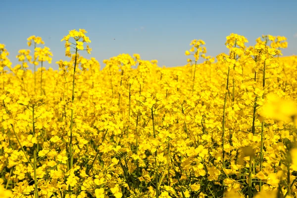 Gyllene gula rapsfält — Stockfoto