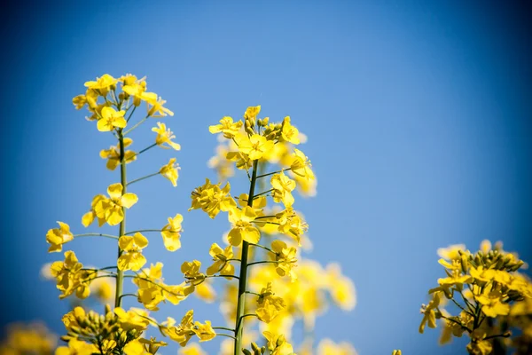 Golden yellow rape field — Stock Photo, Image