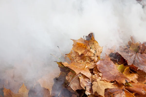 Burning of old leaves in the park — Stock Photo, Image