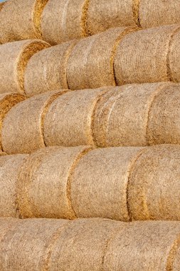 Altın saman balya toplanan