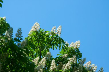 çiçek kestane gökyüzü