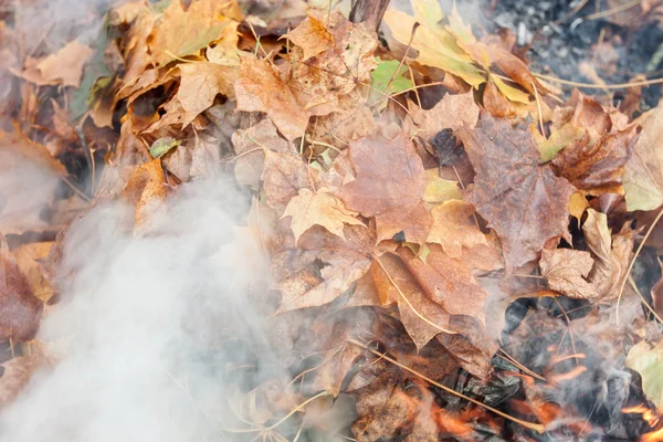 Brûlage de vieilles feuilles dans le parc — Photo