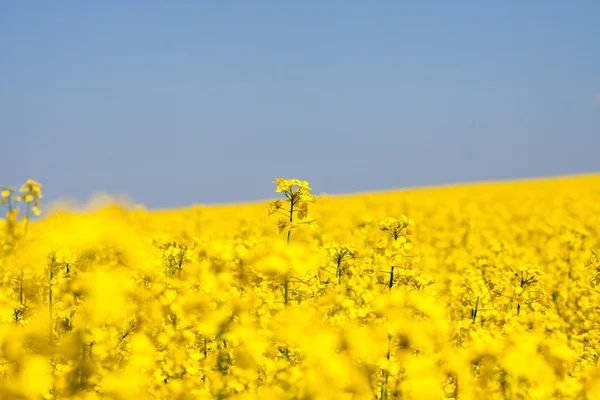 Golden yellow rape field — Stock Photo, Image