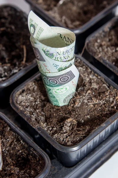 Polnisches Geld — Stockfoto