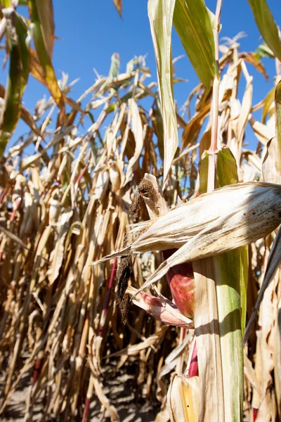 Corn field in the sun — Stock Photo, Image