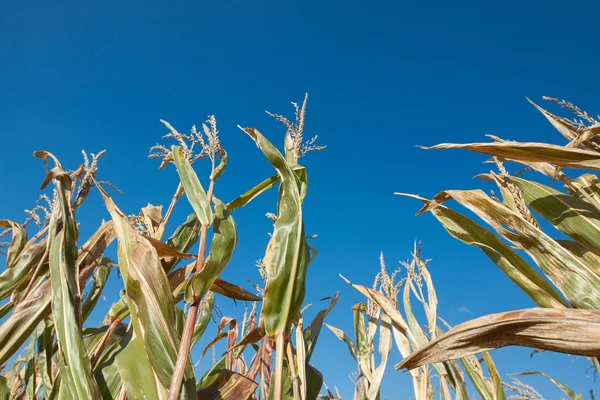 Pola kukurydzy w słońcu — Zdjęcie stockowe