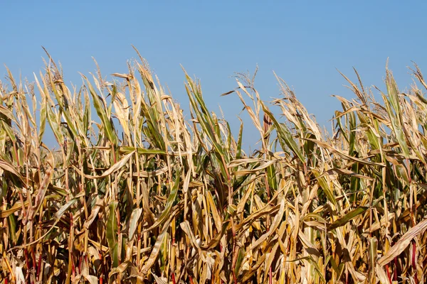 在阳光下的玉米田 — 图库照片