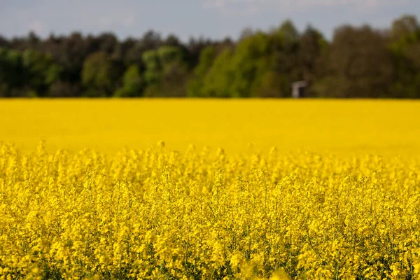 Yellow rape field — Stock Photo, Image