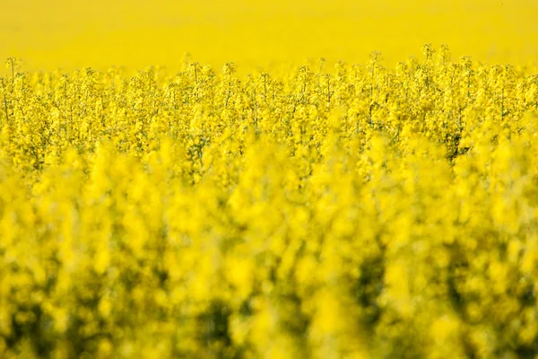 Yellow rape field — Stock Photo, Image