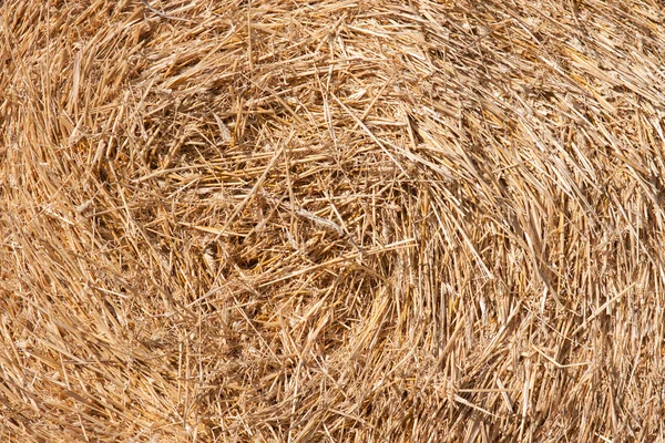 Hay bales in a field — Stock Photo, Image