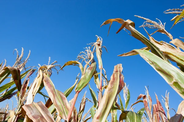 Corn field in the sun — Stock Photo, Image