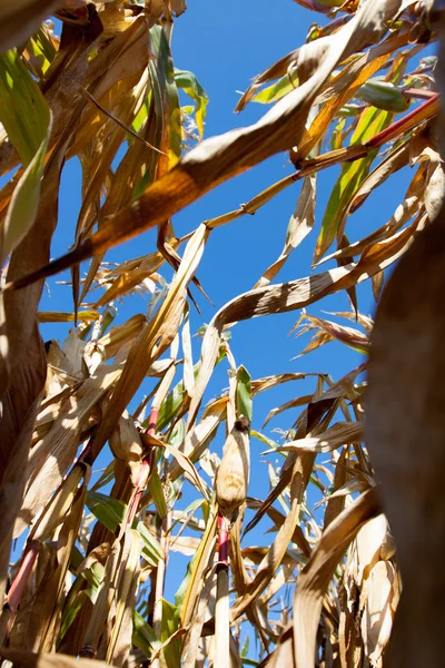 太陽の下でトウモロコシ畑 — ストック写真