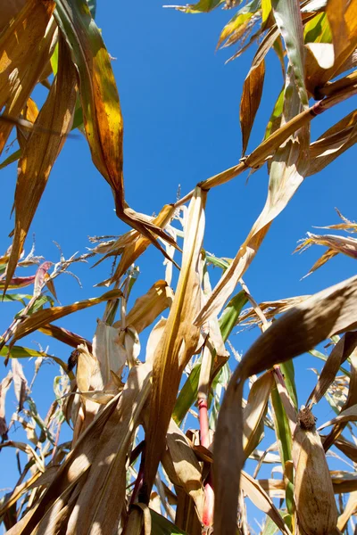 Maisfeld in der Sonne — Stockfoto