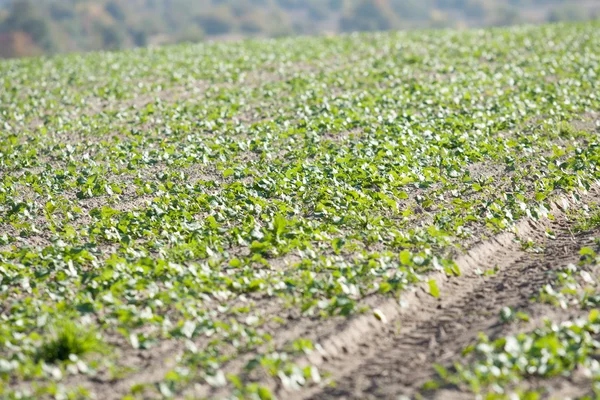 Field in the countryside — Stock Photo, Image