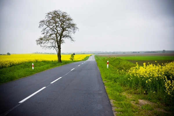 Single track road rural — Stock Photo, Image