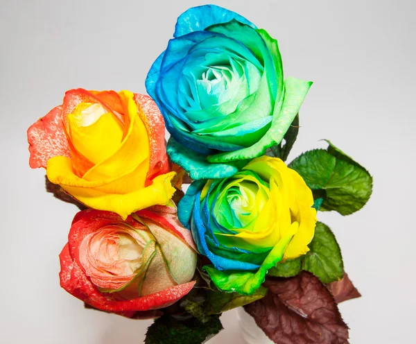 Rose in many colors — Stock Photo, Image