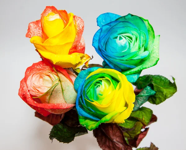 Rose in many colors — Stock Photo, Image
