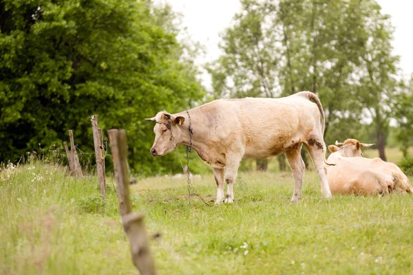 Vacas pastando em um campo — Fotografia de Stock