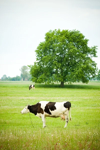 Krowy wypasane na polu — Zdjęcie stockowe