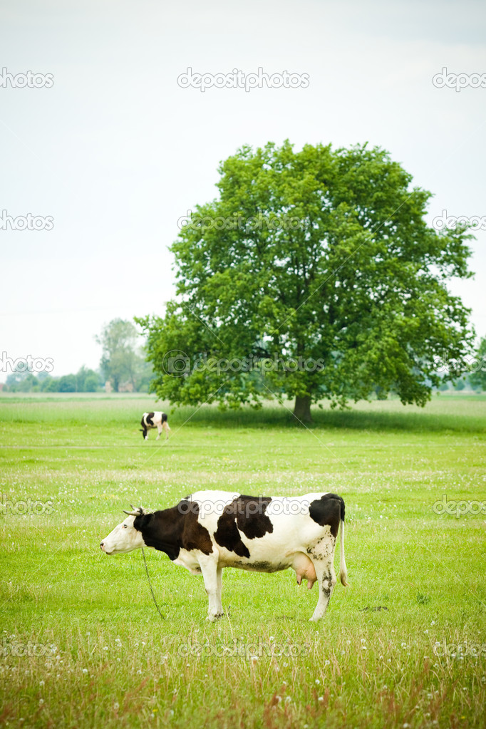 Cows grazing in a field