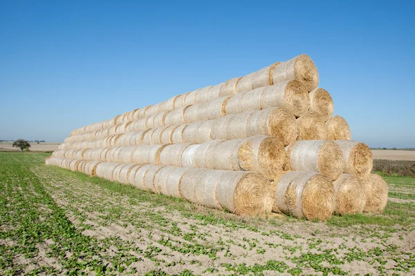 Gathered hay bales in a field — Stock Photo, Image