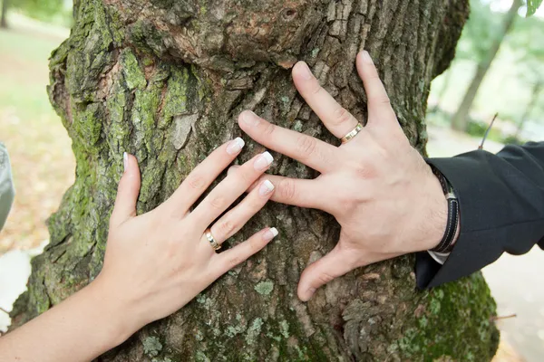 Novia y novio de boda — Foto de Stock