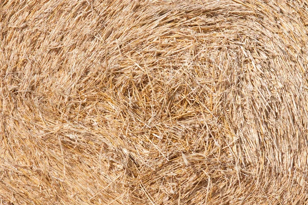 Gathered hay bales in a field — Stock Photo, Image